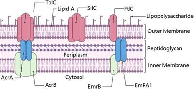 Genetic Determinants of Antibiotic Resistance in Francisella